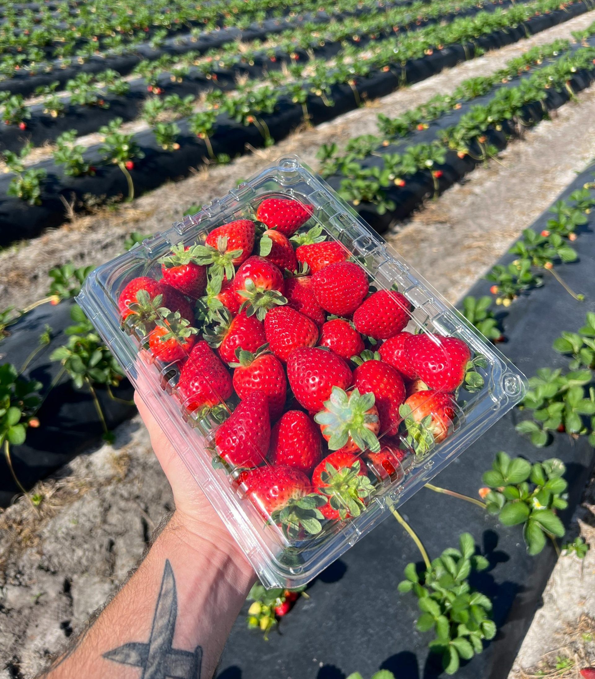 Pick your own fruit in Stanthorpe