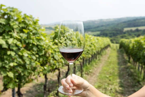 Holding a glass of wine in a vineyard during a scenic Stanthorpe wine tour in the Granite Belt region